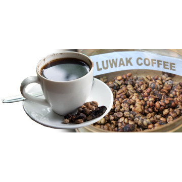 印尼麝香貓咖啡(Kopi Luwak)